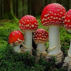 神奇的真菌 - pZmSQXofXpPMmiIQdRoeIDlKxTK.jpg